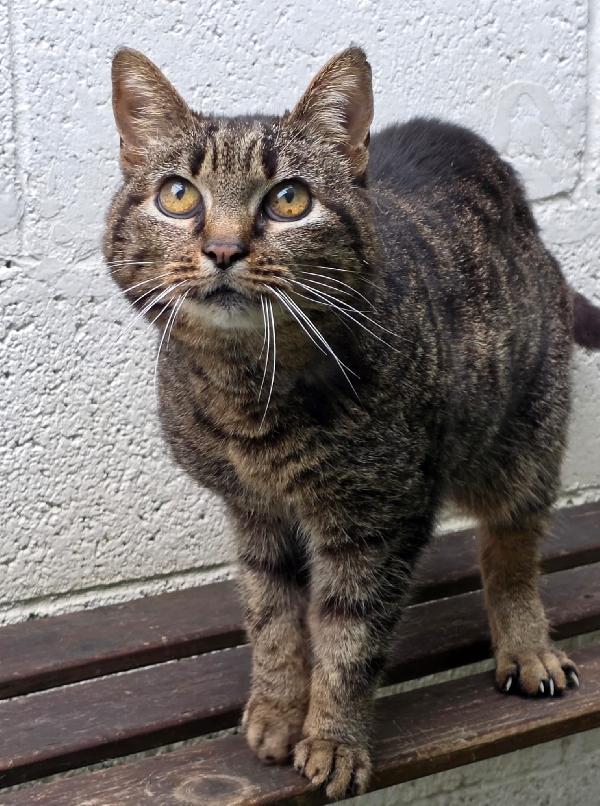 CLEO DOLCE GATTINA Foto 3